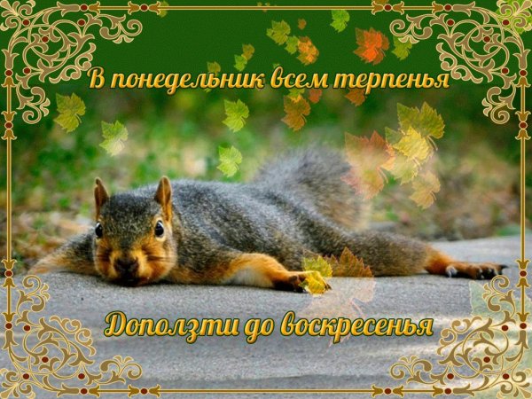 Поздравление с понедельником