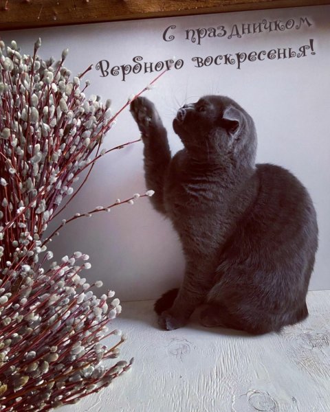 Вербное воскресенье картинки с надписями прикольные