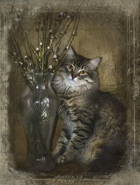 Кот и Верба