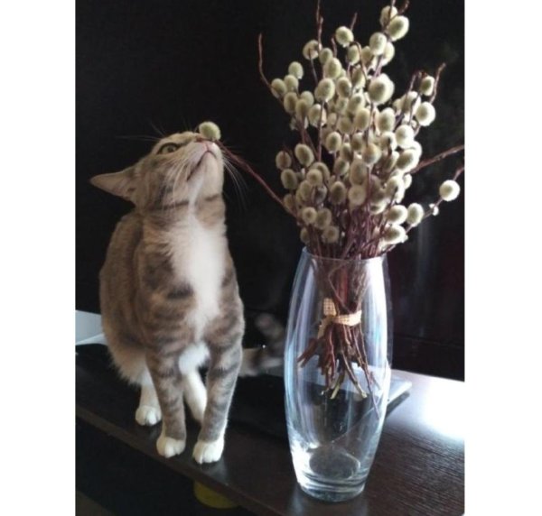 Вербные котики