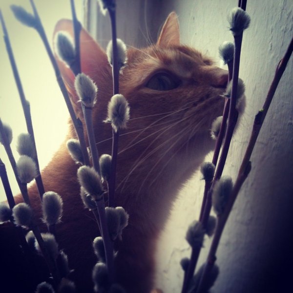 Верба с котами