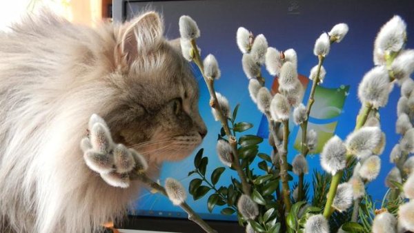 Вербные котики