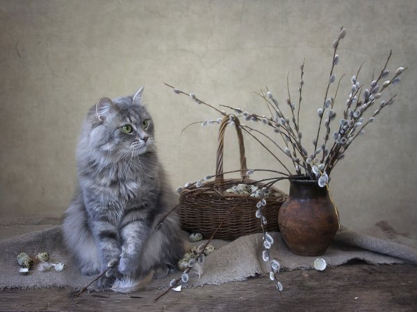 Вербное воскресенье котики