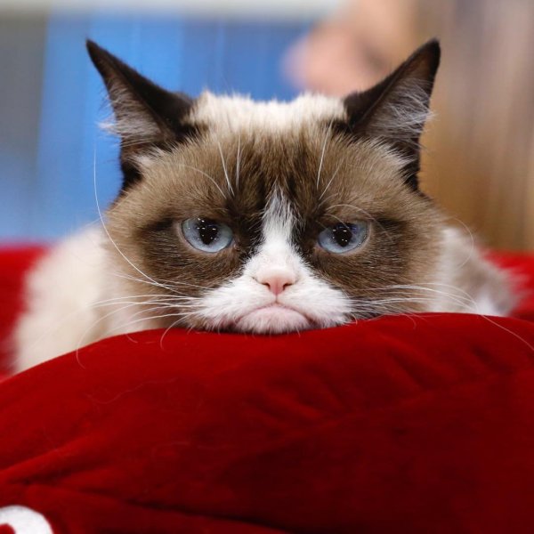 Вредная кошка