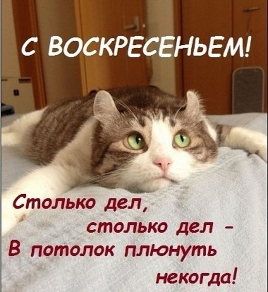Открытки с воскресеньем прикольные