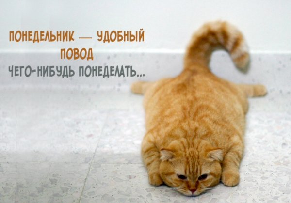 Смешные поздравления с добрым утром