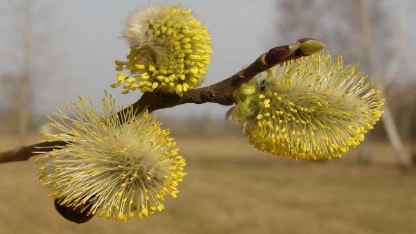 Вербное воскресенье поздравления