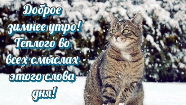 Доброе утро зимнее прикольное