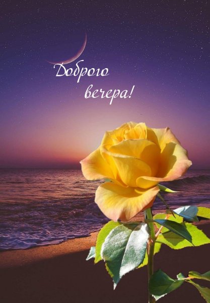 Вечерние цветы