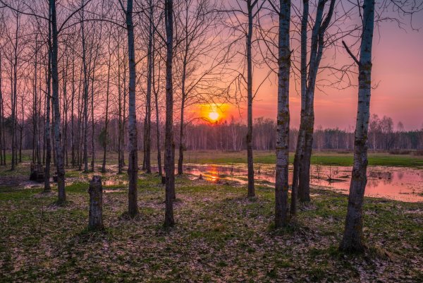 Рассвет в весеннем лесу
