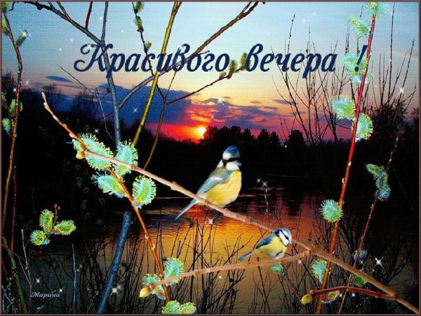Доброго вечера с природой и птицами