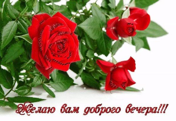 Добрый вечер цветы