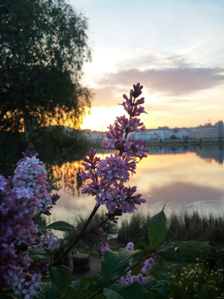 Весна сирень