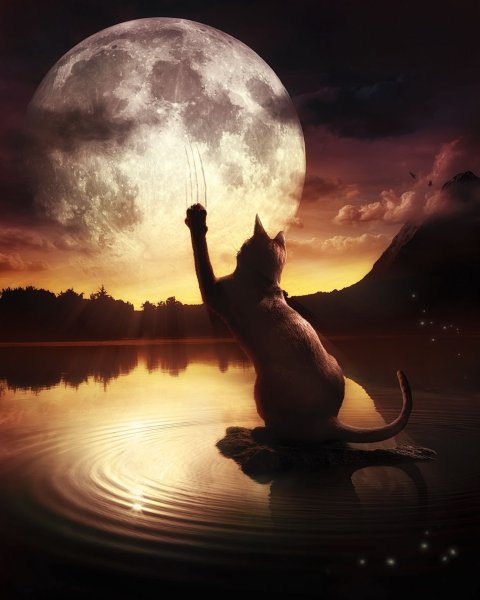 Кот и Луна