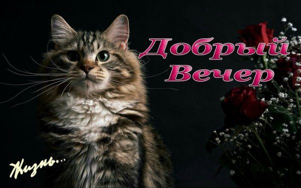 Добрый вечер кот