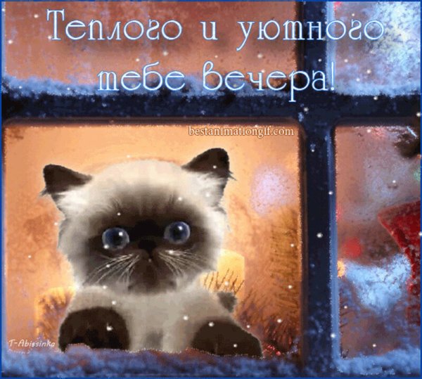 Открытки с котиками доброй вечер