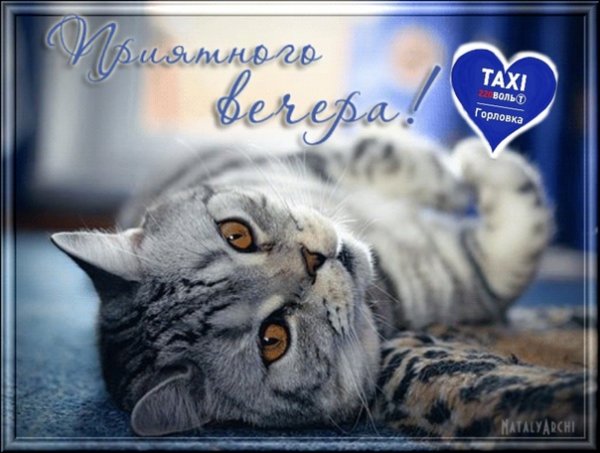 Добрый вечер с котятами