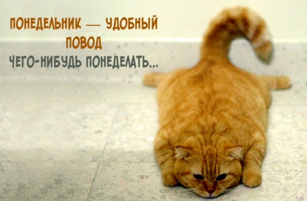 Понедельник юмор