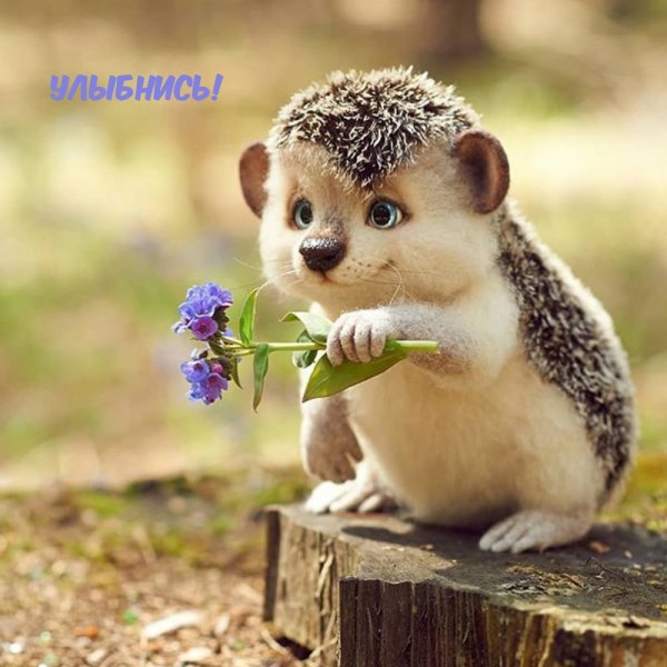 Милые зверюшки.