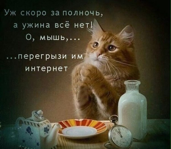 Кот хочет кушать