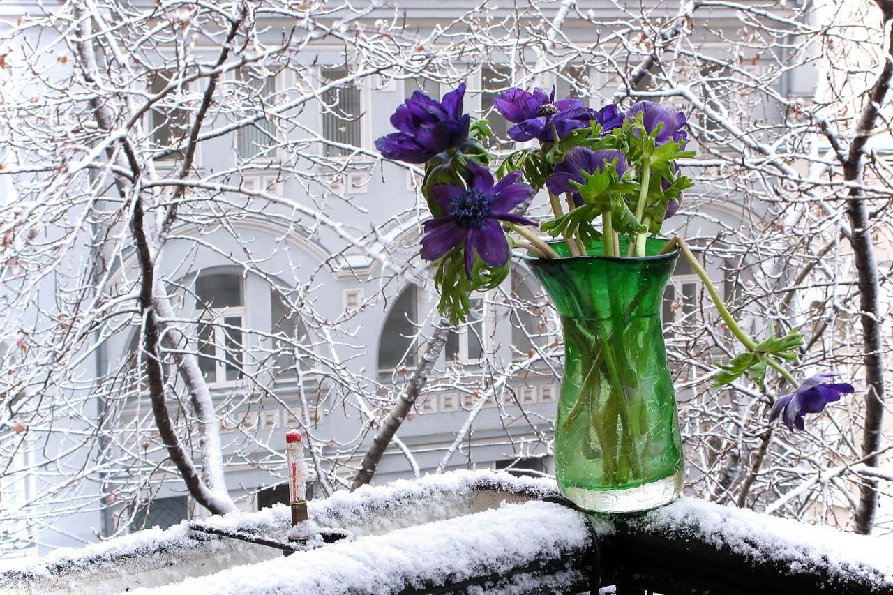 Зимние цветы в вазе