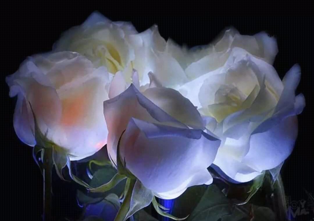Бесплатные видео ласковый. Красивые цветы ночью. Красивые белые розы. Доброй ночи цветы. Вечерний букет цветов.