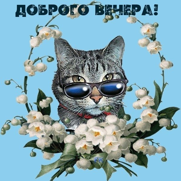 Добрый вечер смешные открытки