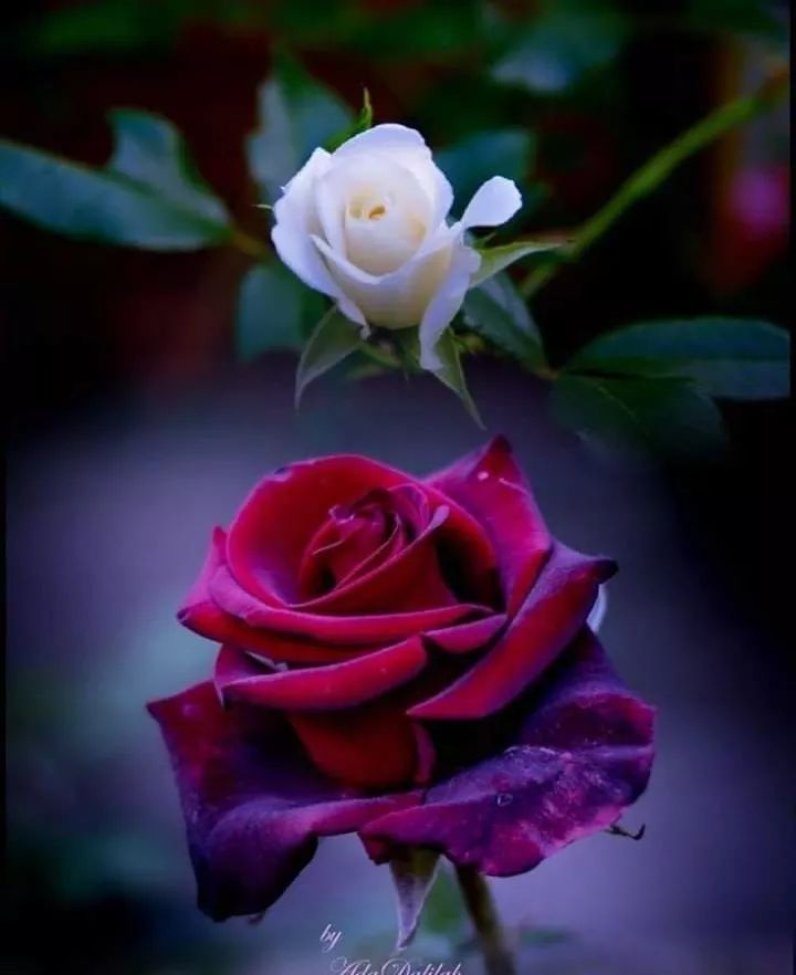 Доброго вечера красивые розы