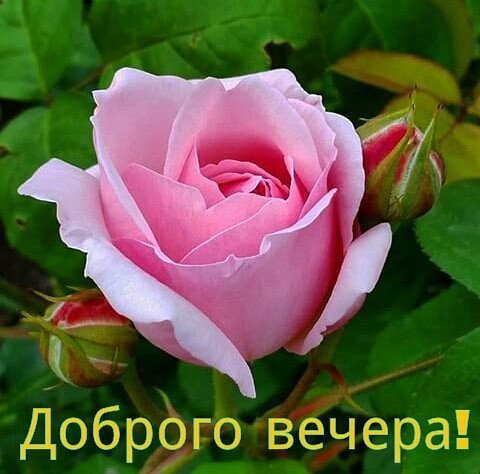 Добрый вечер Татьяна