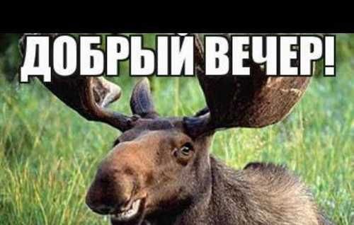 Вежливый Лось добрый вечер