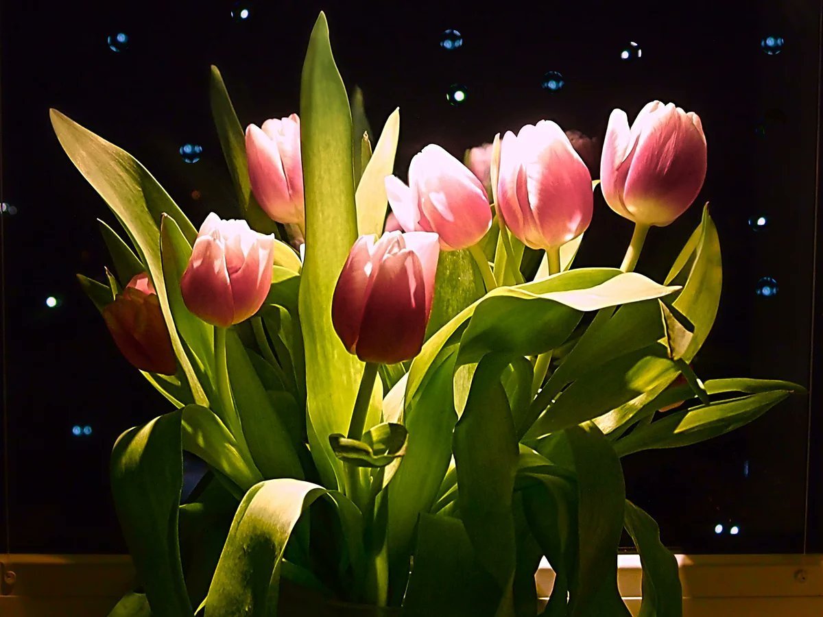 Работа ночь цветы. Шикарные тюльпаны. Тюльпаны ночью. Вечер тюльпаны. Вечерние цветы.
