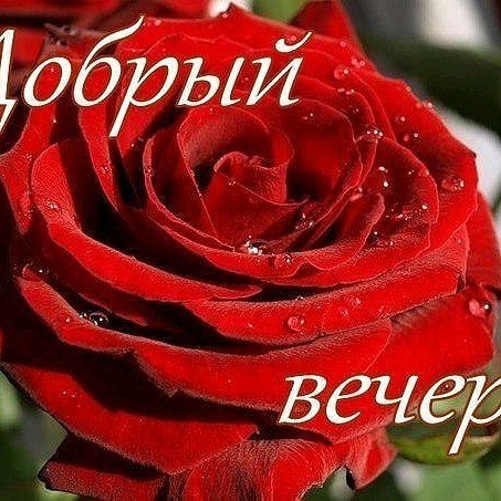 Добрый вечер Олечка