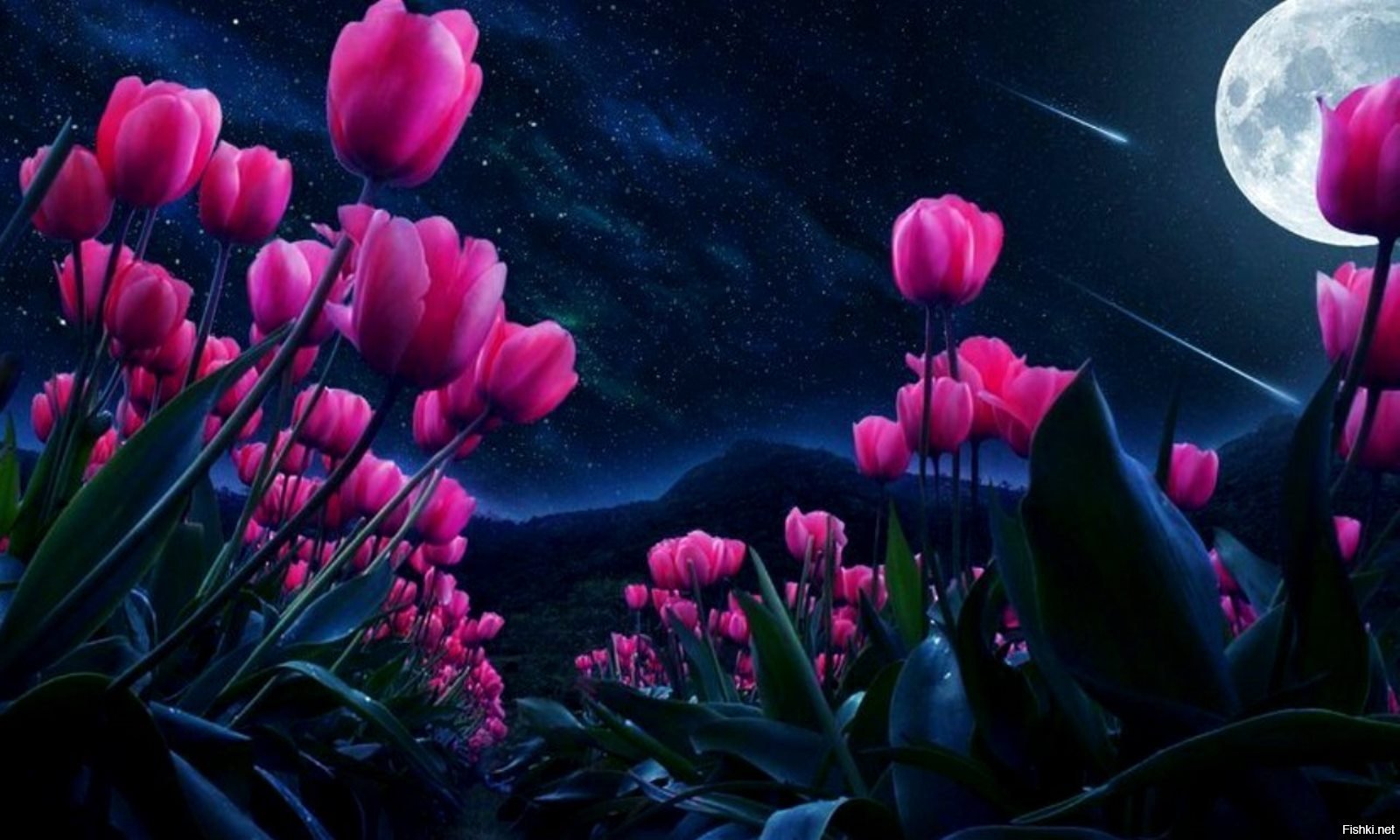 Красивые и спокойные картинки доброй ночи. Ночной цвет. Цветы ночью. Красивые ночные цветы. Спокойной ночи цветы.