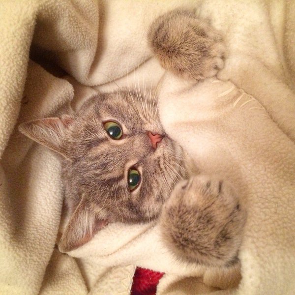 Сладких снов котик