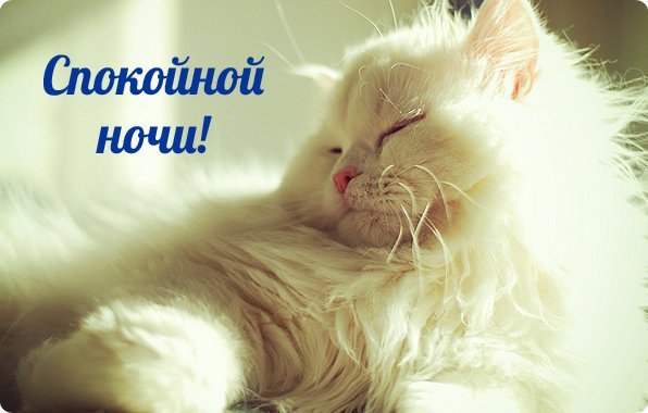 Спокойной ночи с котятами и надписями