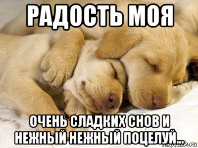 Спокойной ночи целую