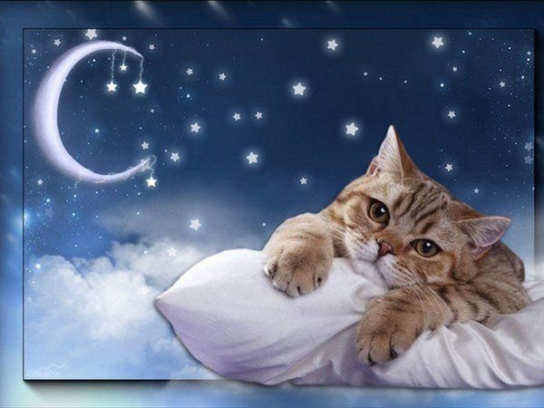 Спокойной ночи красивые картинки с кошками (37 фото)
