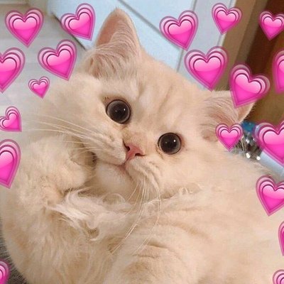 Милые пикчи с котами спокойной ночи