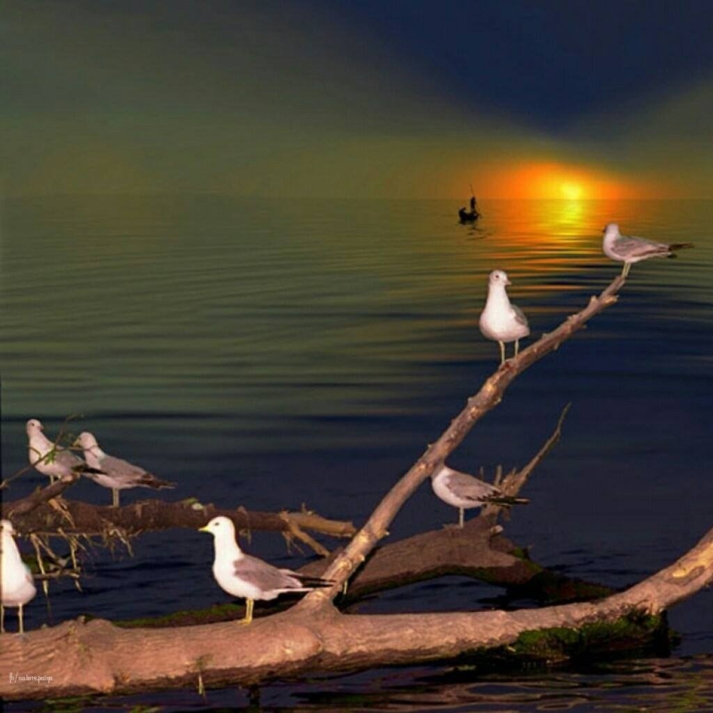 Добрый ночи весны красивые. Вечерние птицы. Природа птицы. Добрый вечер природа.
