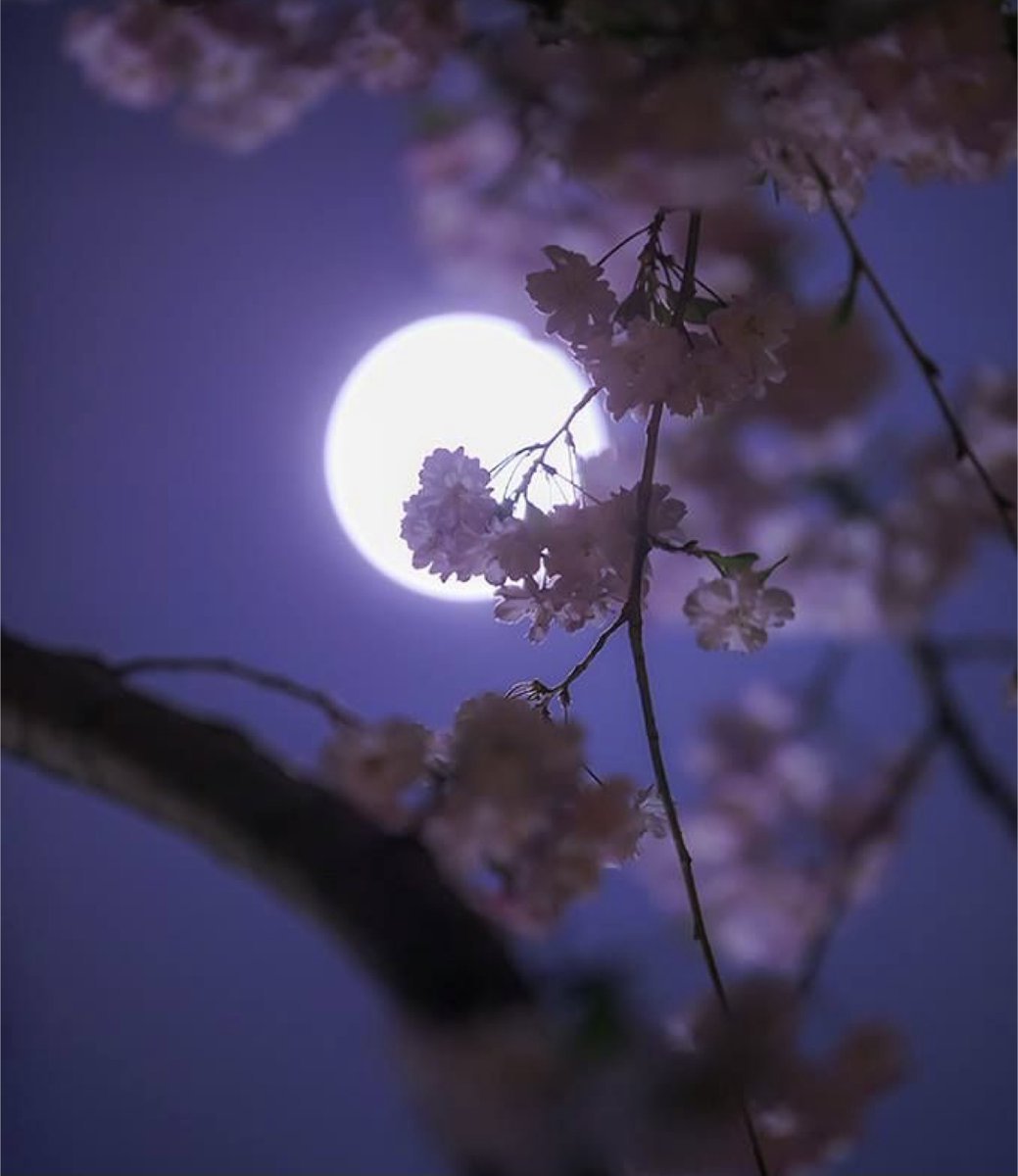 Лунная Весенняя ночь