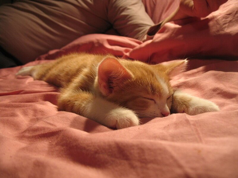 Смотрит киску спящей. Спокойной ночи рыжий кот. Спящий рыжий котенок. Спокойной ночи кот.