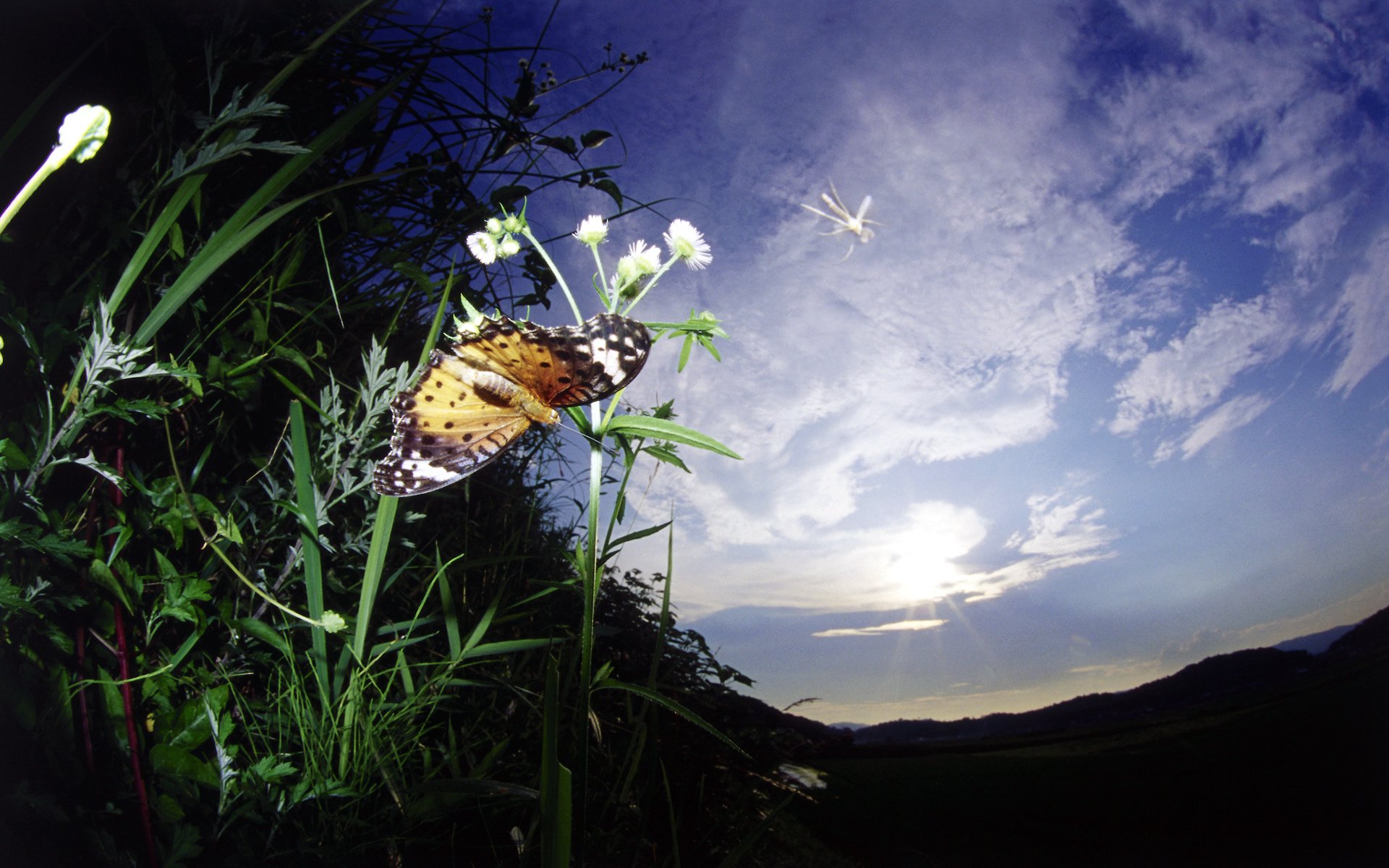 На цветок летит мотылек. Бабочки в природе. Ночная бабочка. Бабочки летают. Бабочка ночью.