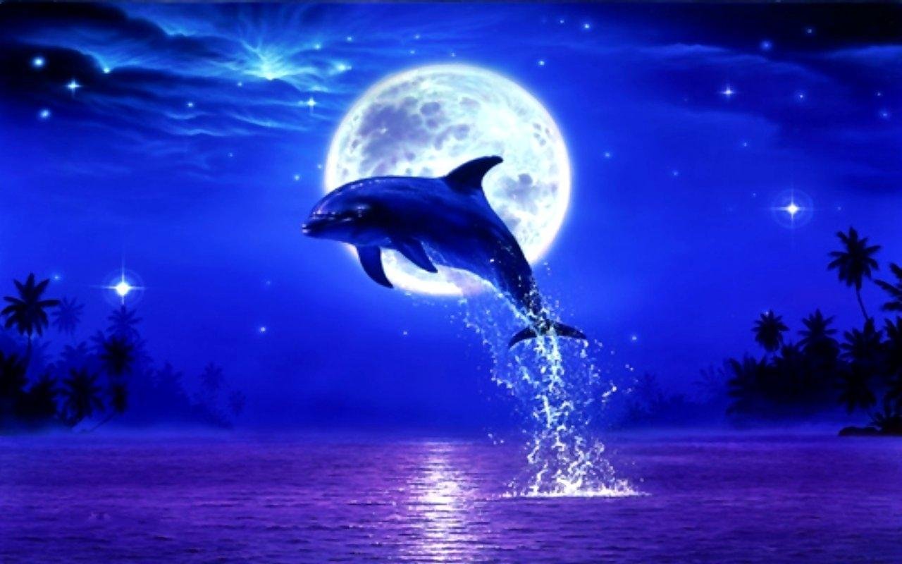 Дельфины ночью