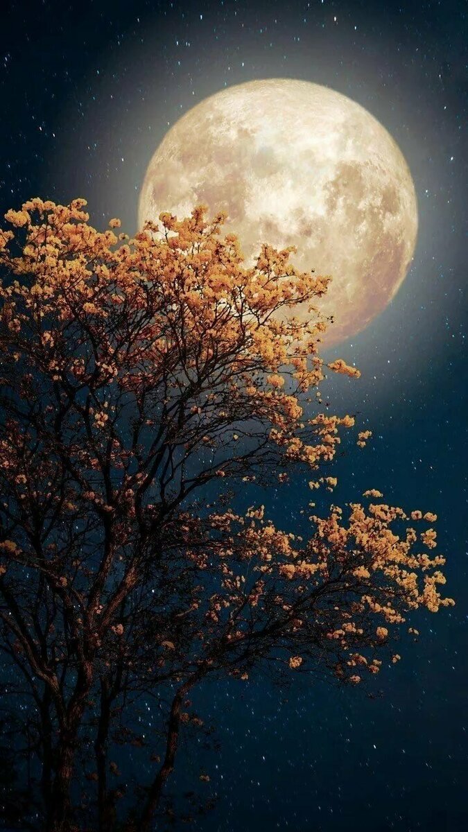 Ночь луна красивые картинки (50 фото) » Юмор, позитив и много смешных картинок