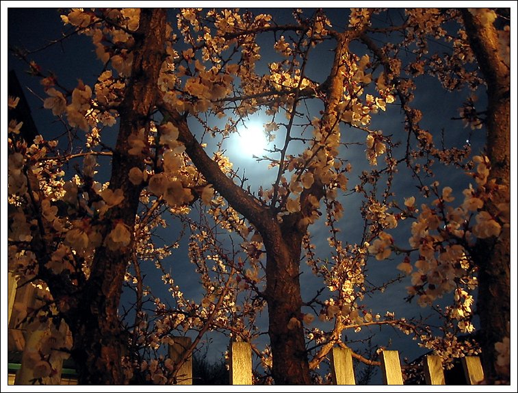 Апрельская ночь картинки красивые. Апрельская ночь. Абрикосовый сад ночью. Весенняя ночь фото. Ночью расцветает.