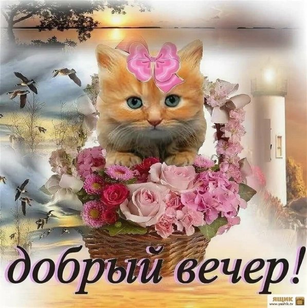 Окрыкасдобрым вечером