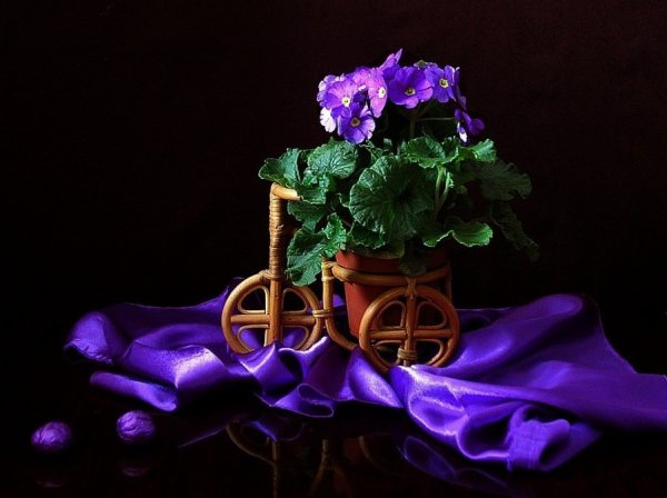 Вечерний натюрморт с первоцветом