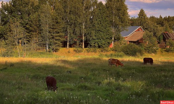 Эстетика деревни летом
