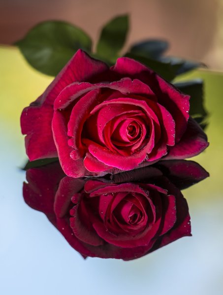 Вечерние розы