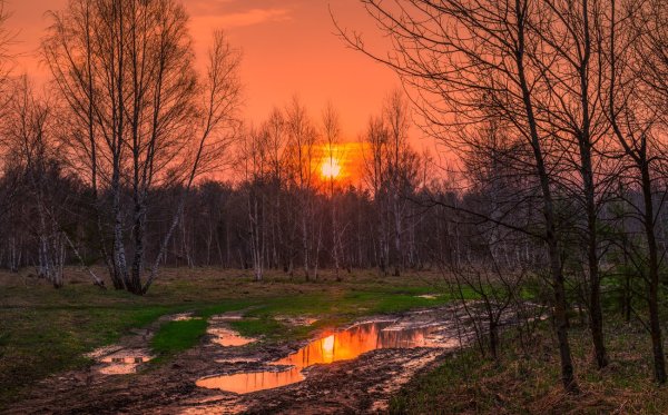 Апрельское утро в лесу